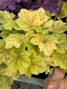 Heuchera Electra