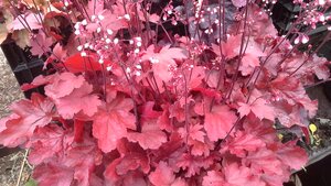 Heuchera Fire Chief