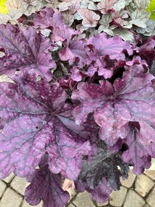 Heuchera Forever Purple - image 3