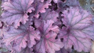 Heuchera Forever Purple - image 1