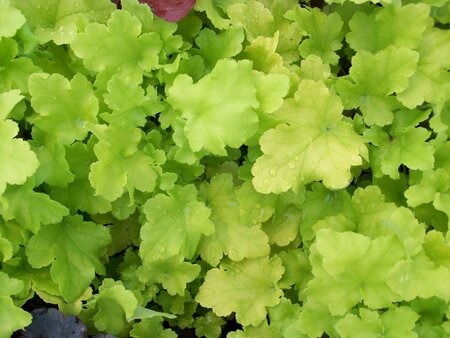 Heuchera Lime Marmalade - image 1