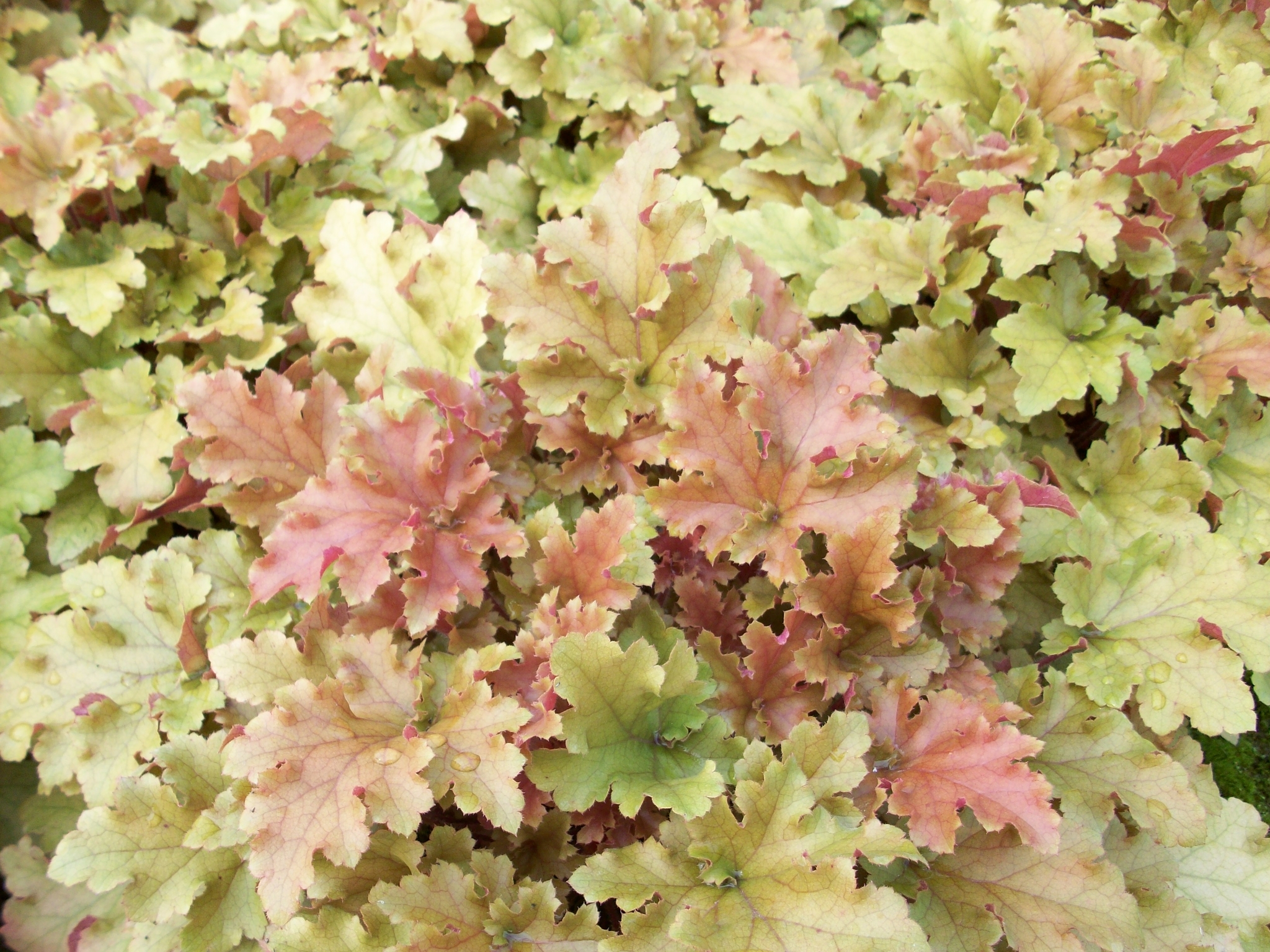 Heuchera Marmalade - Thompsons Plants & Garden Centres