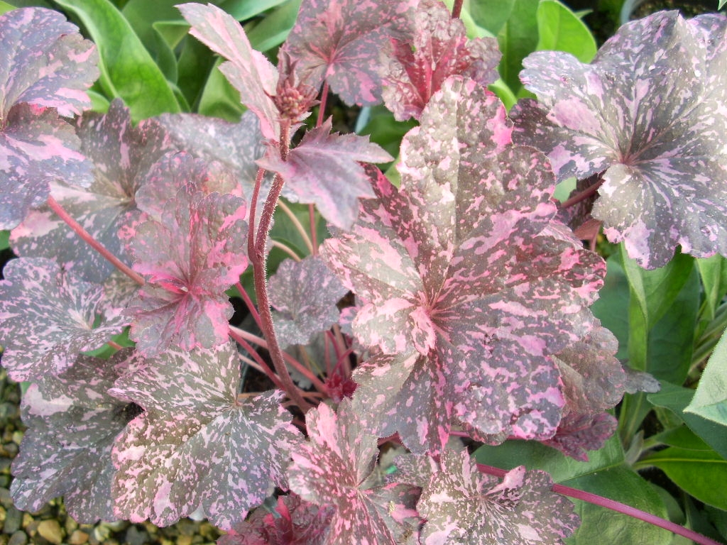 Heuchera Midnight Rose - Thompsons Plants & Garden Centres