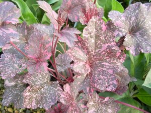 Heuchera Midnight Rose