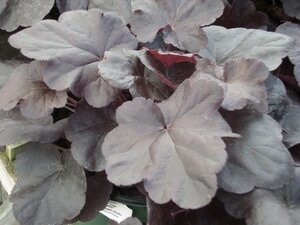 Heuchera Obsidian