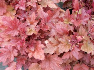 Heuchera Peach Flambe