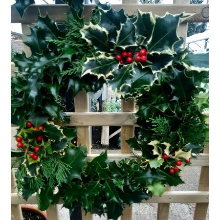 Holly Wreath