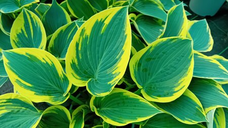 Hosta First Frost - image 1