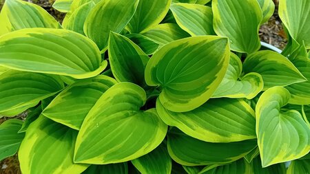 Hosta Golden Tiara - image 1