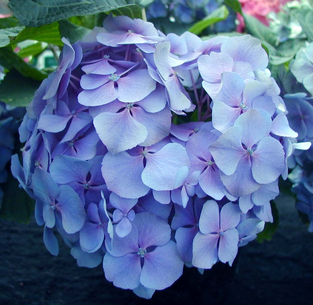 Hydrangea mac. Teller's Blue - Thompsons Plants & Garden Centres