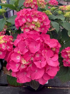 Hydrangea mac. Teller's Pink