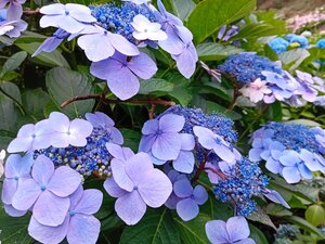 Hydrangea mac. Tellers Blue