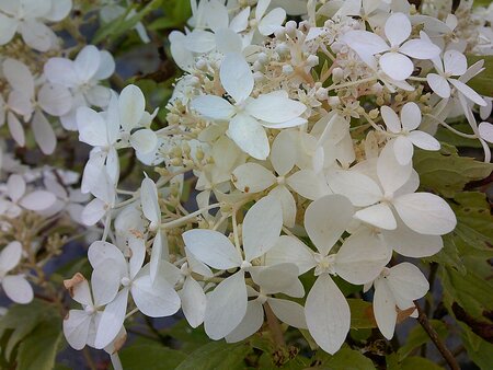 Hydrangea pan. Phantom - image 1