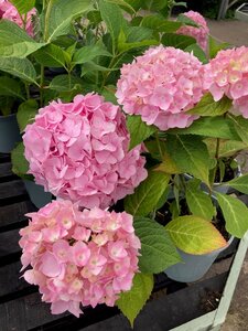 Hydrangea Summer Pink - image 2