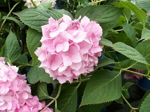 Hydrangea Summer Pink