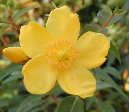 Hypericum Hidcote - image 1