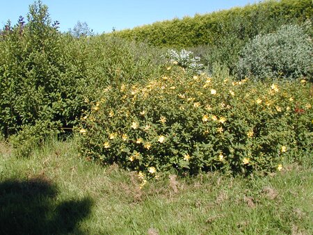 Hypericum Hidcote - image 2