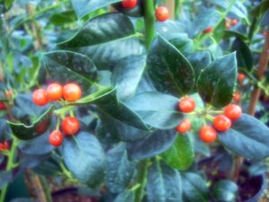 Ilex aquifolium J C van Tol 7.5L