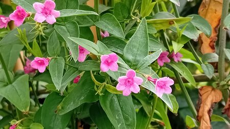 Jasminum Beesianum - image 1