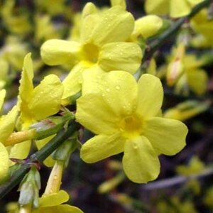 Jasminum Nudiflorum