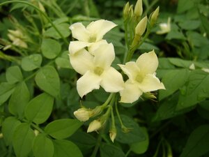 Jasminum off. Clotted Cream