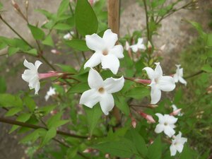 Jasminum Officinale