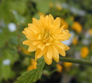 Kerria japonica Pleniflora - image 2