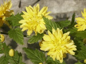 Kerria japonica Pleniflora - image 1