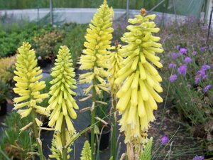 Kniphofia Lemon Popsicle - image 1