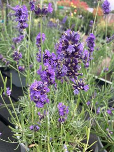 Lavandula angustifolia - image 1