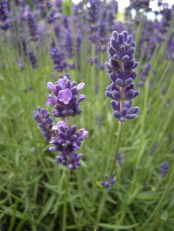 Lavandula angustifolia Hidcote - image 1