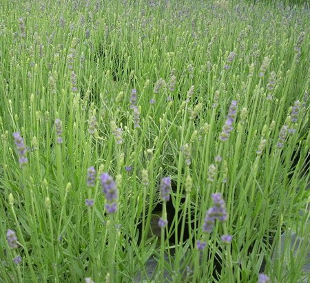 Lavandula angustifolia Hidcote - image 2