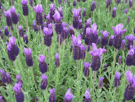 Lavandula Anouk - image 1