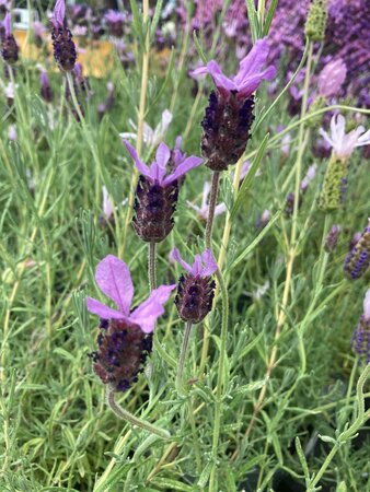 Lavandula pen. Papilion - image 1