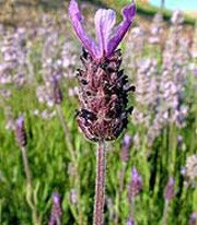 Lavandula stoechas Devonshire - image 1