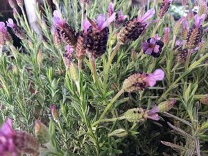 Lavandula stoechas Fathead