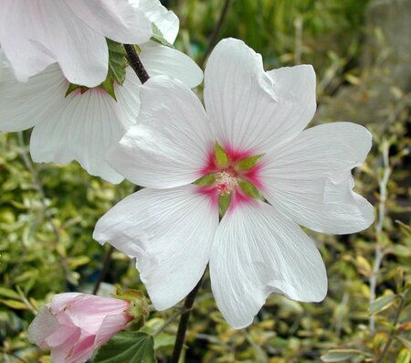 Lavatera Barnsley - image 1