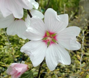 Lavatera Barnsley - image 1