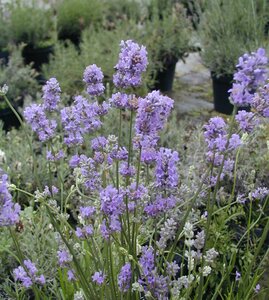 Lavender angustifolia Munstead - image 1