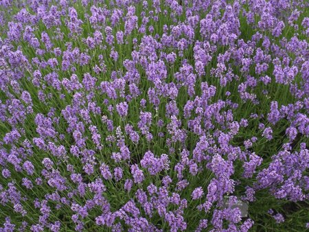 Lavender angustifolia Munstead - image 2