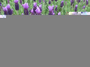 Lavender Anouk