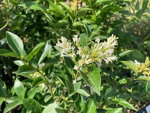 Ligustrum Ovalifolium - image 1