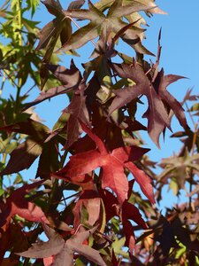 Liquidamber styr. Worplesdon