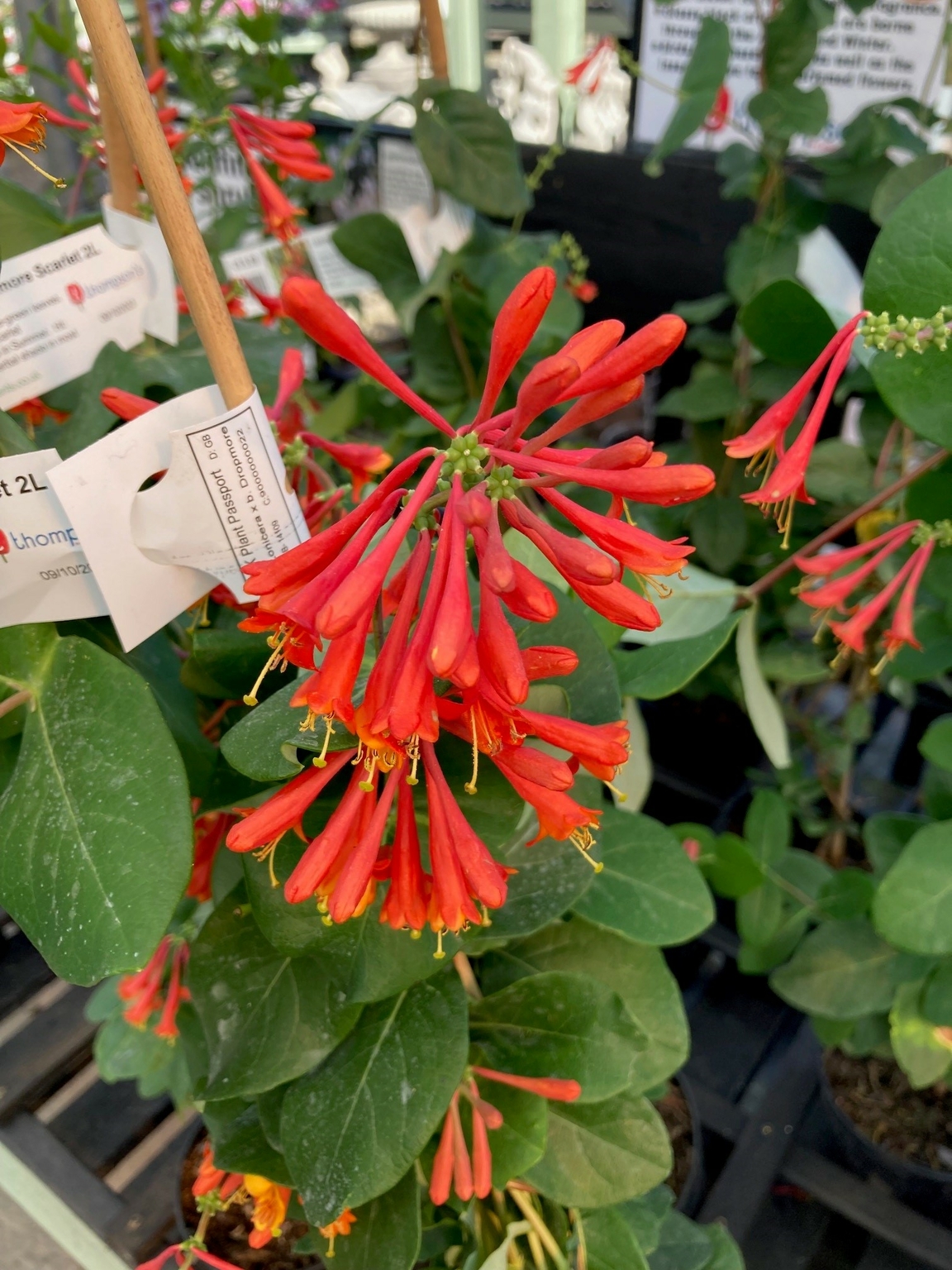 Lonicera Dropmore Scarlet - Thompsons Plants & Garden Centres