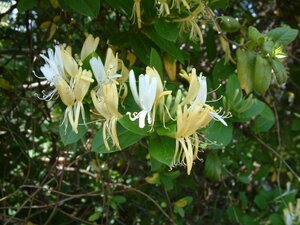Lonicera Halliana Bembridge