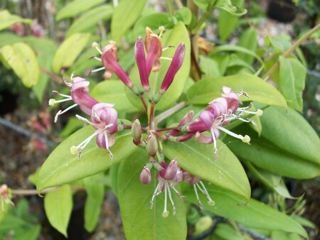 Lonicera Henryi - image 1