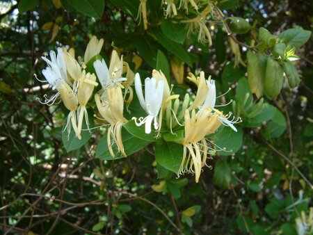 Lonicera jap. Hall's Prolific - image 1