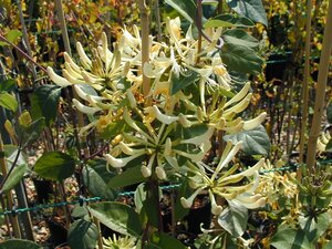 Lonicera per. Graham Thomas