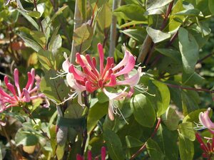 Lonicera per. Serotina