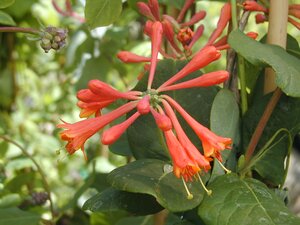 Lonicera x b. Dropmore Scarlet - image 1